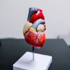 Heart wellness model